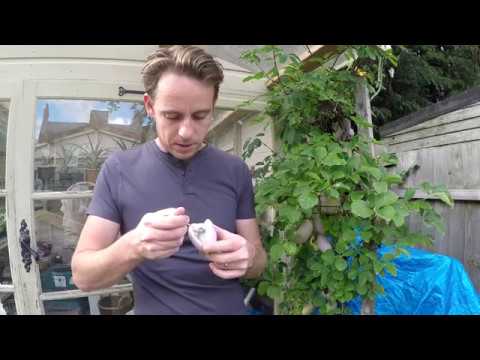 ᐉ Growing Akebia Quinata - Exotic fruits and vegetables