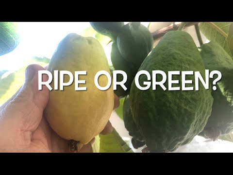 ᐉ Raw Guava Vs Ripe Guava - A Complete Beginner's Guide