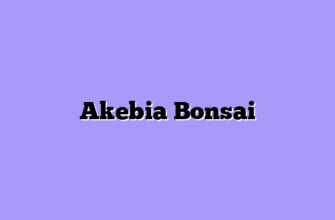 Akebia Bonsai