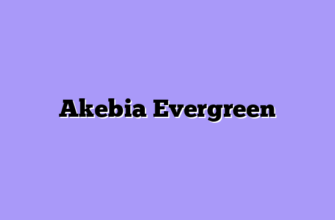 Akebia Evergreen