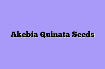 Akebia Quinata Seeds