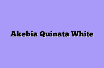 Akebia Quinata White