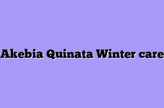 Akebia Quinata Winter care