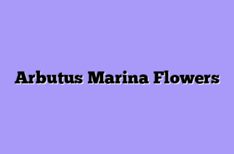 Arbutus Marina Flowers