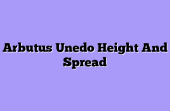 Arbutus Unedo Height And Spread