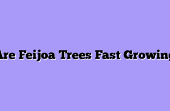 Are Feijoa Trees Fast Growing