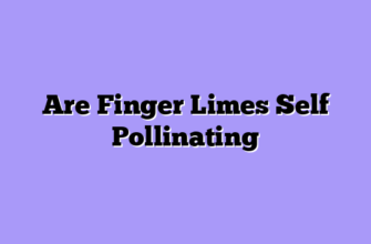 Are Finger Limes Self Pollinating
