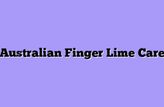 Australian Finger Lime Care
