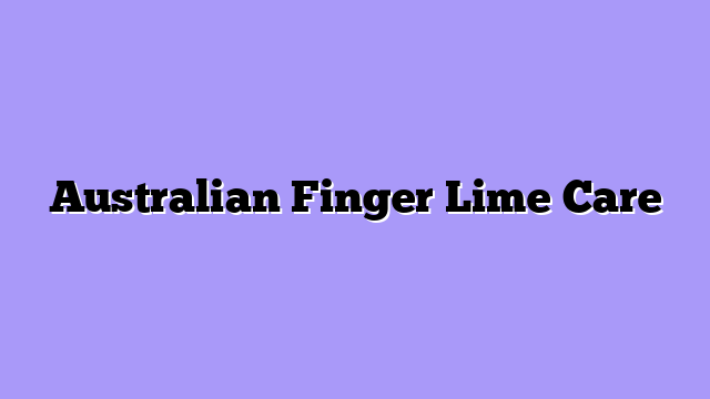 Australian Finger Lime Care