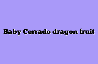 Baby Cerrado dragon fruit