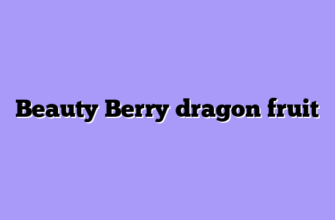 Beauty Berry dragon fruit