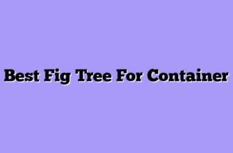 Best Fig Tree For Container