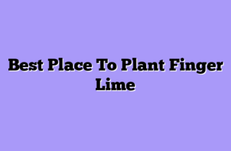 Best Place To Plant Finger Lime