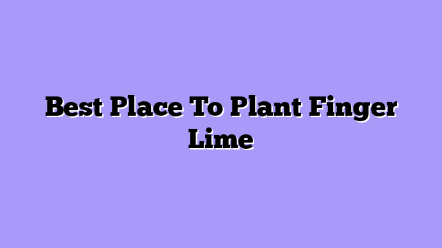 Best Place To Plant Finger Lime
