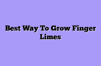 Best Way To Grow Finger Limes