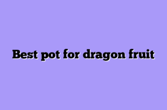 Best pot for dragon fruit