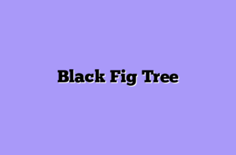Black Fig Tree