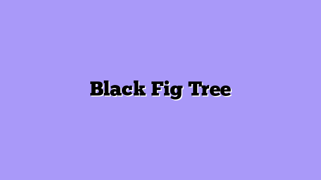 Black Fig Tree