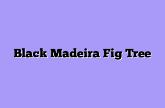 Black Madeira Fig Tree