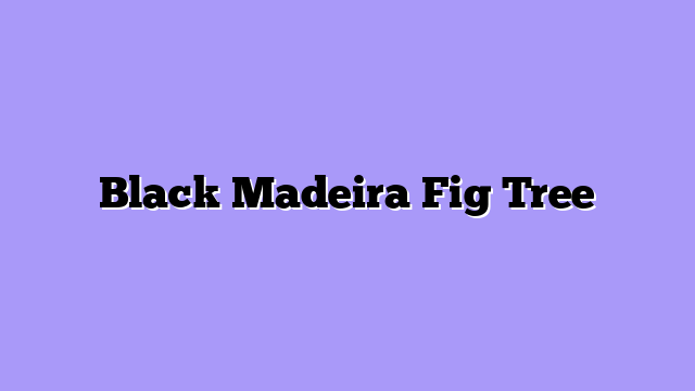 Black Madeira Fig Tree