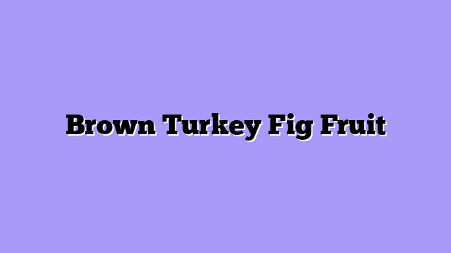 Brown Turkey Fig Fruit