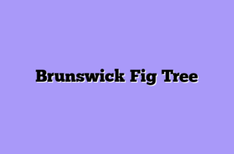 Brunswick Fig Tree