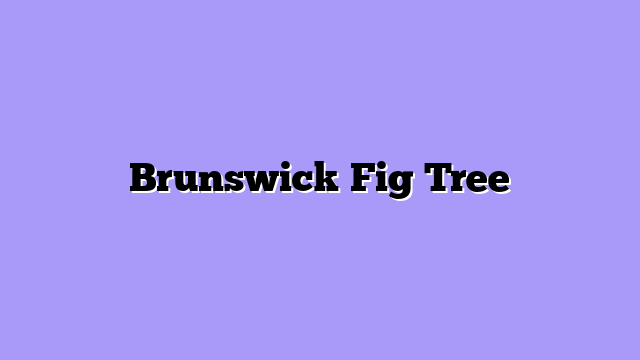 Brunswick Fig Tree