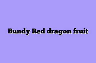 Bundy Red dragon fruit