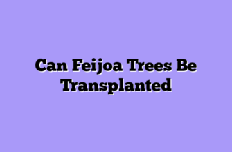 Can Feijoa Trees Be Transplanted