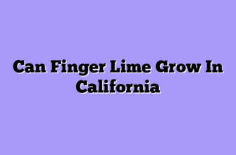 Can Finger Lime Grow In California