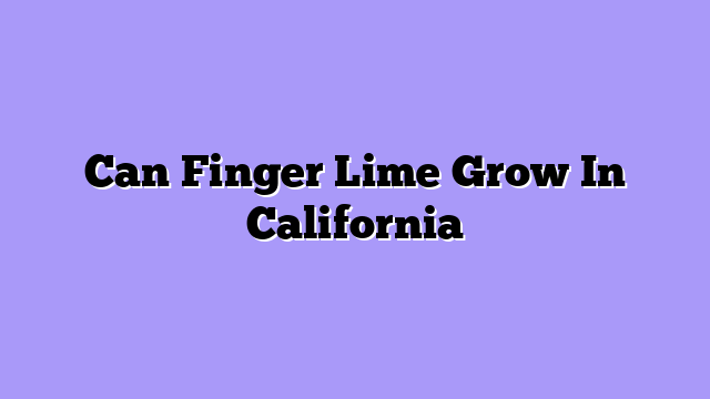 Can Finger Lime Grow In California
