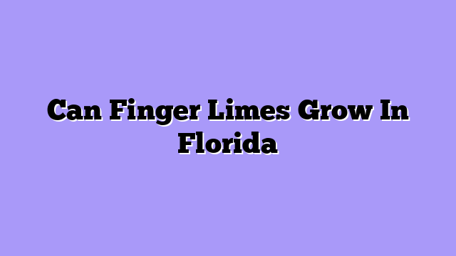 Can Finger Limes Grow In Florida