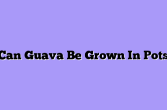 Can Guava Be Grown In Pots