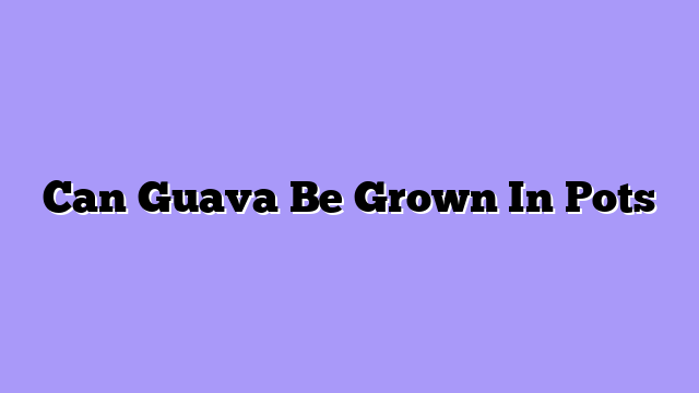 Can Guava Be Grown In Pots