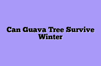 Can Guava Tree Survive Winter