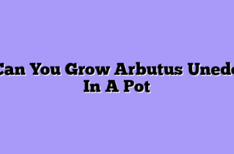 Can You Grow Arbutus Unedo In A Pot