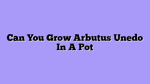 Can You Grow Arbutus Unedo In A Pot
