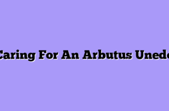 Caring For An Arbutus Unedo