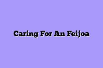 Caring For An Feijoa