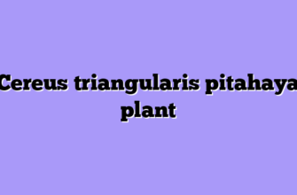 Cereus triangularis pitahaya plant