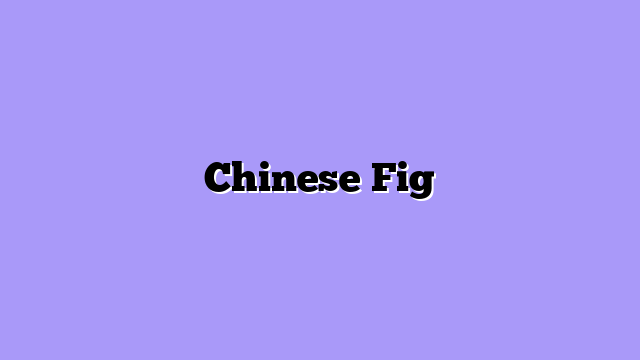 Chinese Fig