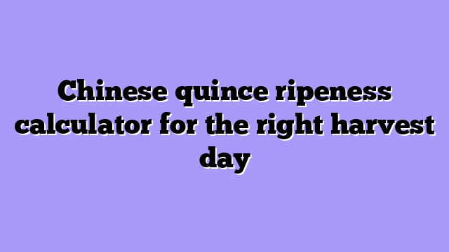 Chinese quince ripeness calculator for the right harvest day
