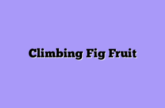 Climbing Fig Fruit