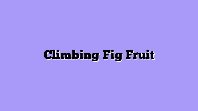 Climbing Fig Fruit