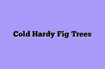 Cold Hardy Fig Trees