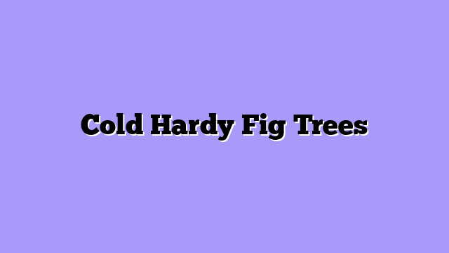 Cold Hardy Fig Trees