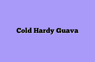 Cold Hardy Guava