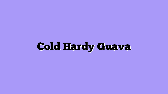 Cold Hardy Guava