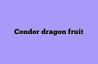 Condor dragon fruit