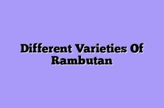Different Varieties Of Rambutan